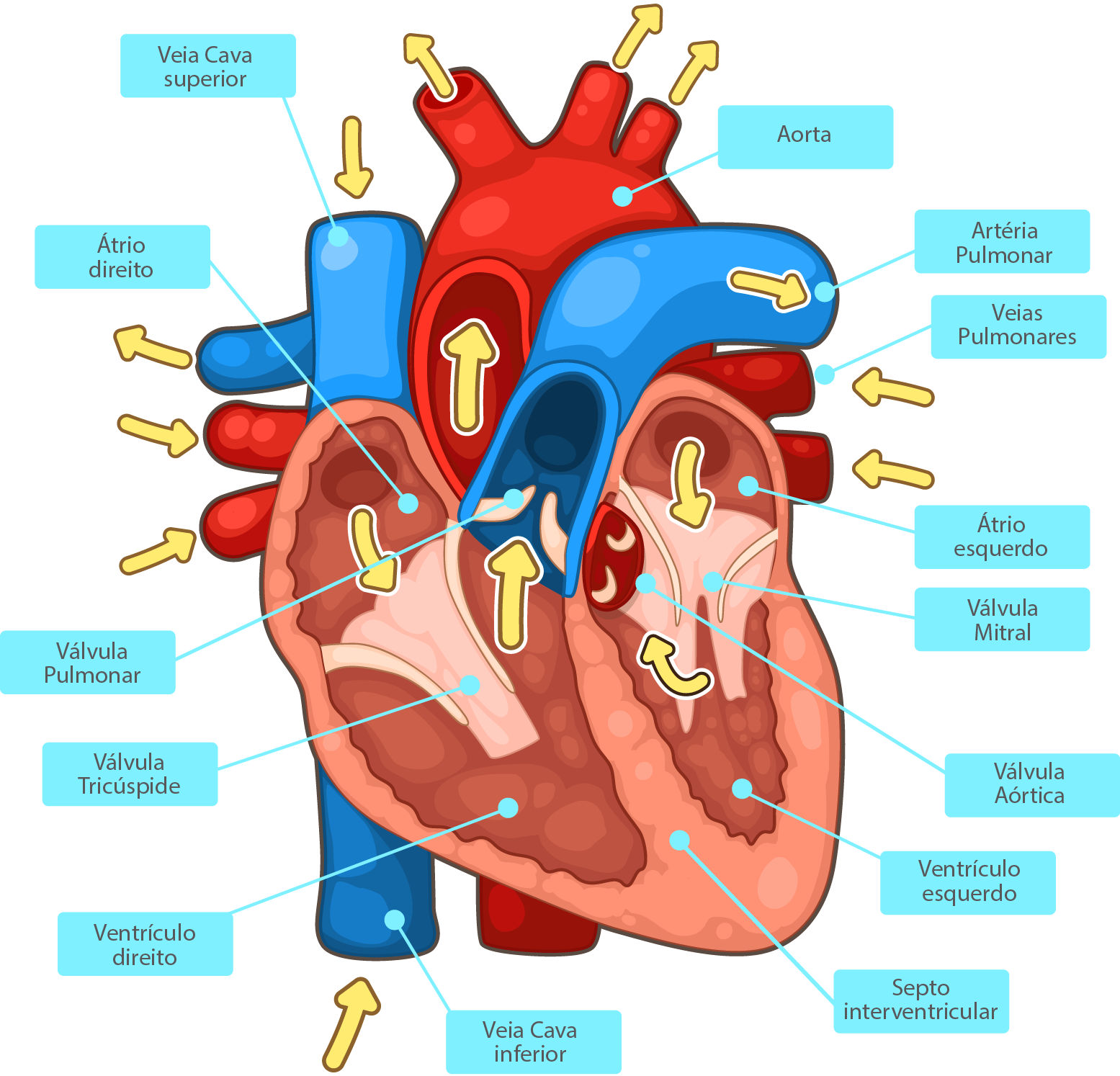 Valvar Cirurgia de Troca Valvar | Hospital Cardiológico Costantini